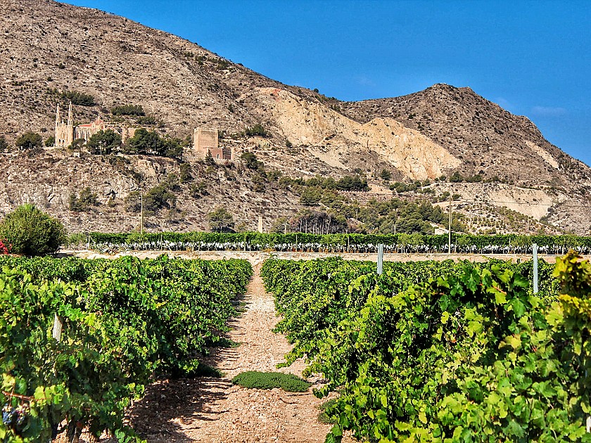 Catas de vino - Hotel Castilla Alicante
