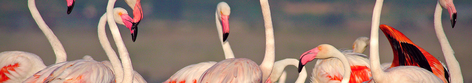 Birding en Alicante