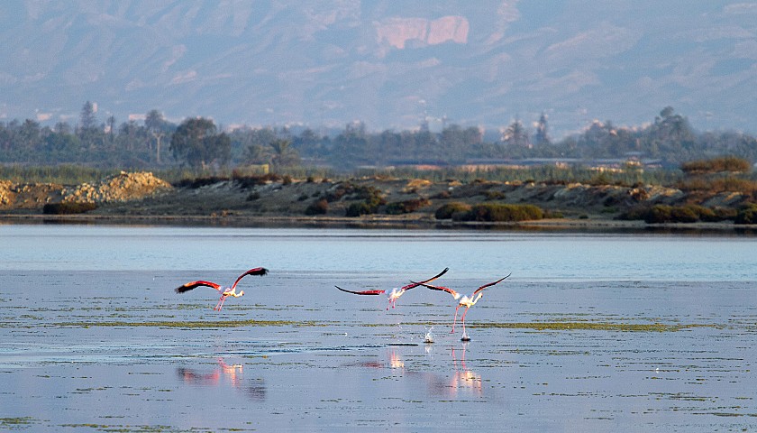 Birding en Alicante - Hotel Castilla Alicante