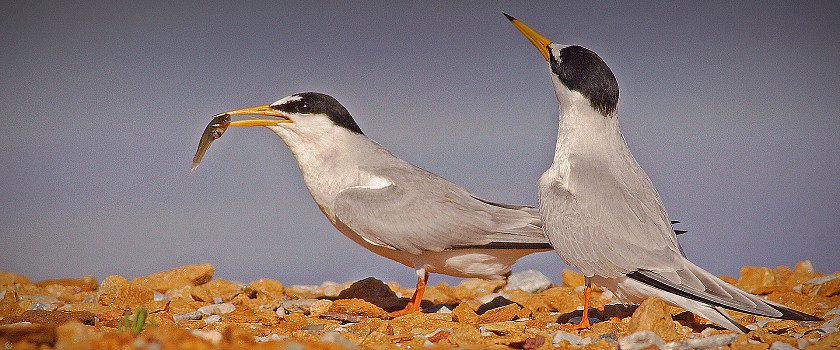Birding en Alicante - Hotel Castilla Alicante