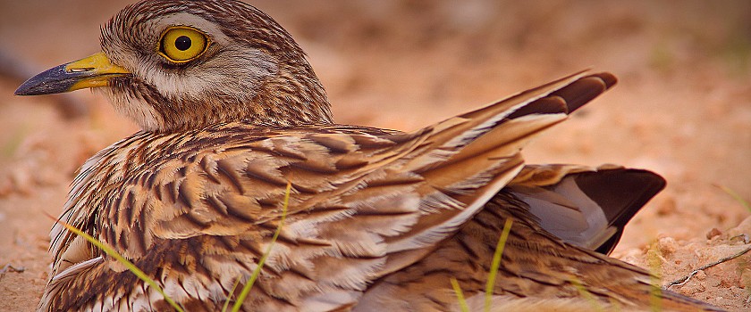 Birding en Alicante - Hotel Castilla Alicante