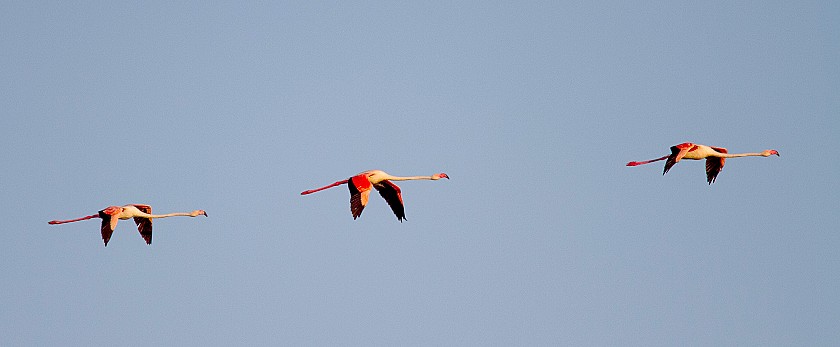 Birding en Alicante - Hotel Castilla Alicante