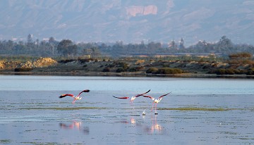 Birding en Alicante